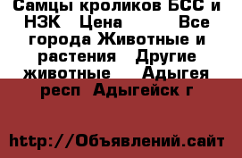 Самцы кроликов БСС и НЗК › Цена ­ 400 - Все города Животные и растения » Другие животные   . Адыгея респ.,Адыгейск г.